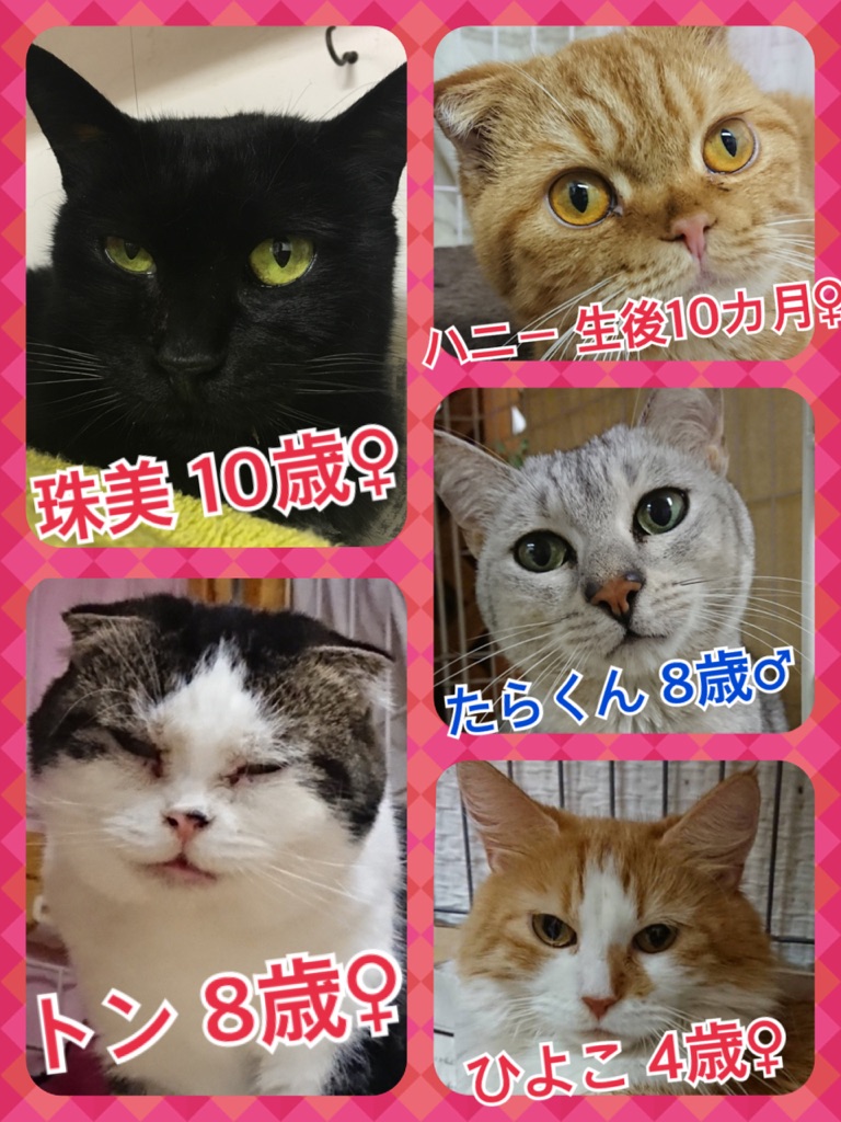 【保護犬カフェ☕だけど保護猫🐱もいるよ🐾】
